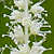 Filipendula ulmaria  *  Moor-Geissbart