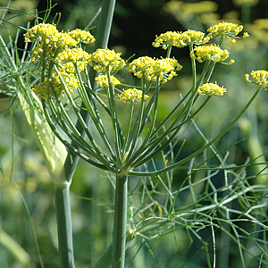 Fenchel