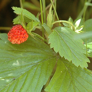 Wald-Erdbeere