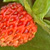 Fragaria vesca  *  Wald-Erdbeere