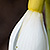 Galanthus nivalis  *  Schneeglöckchen
