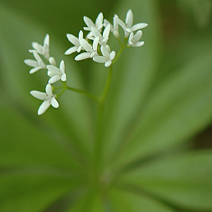 Echter Waldmeister