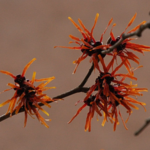 Hamamelis