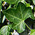 Hedera helix  *  Efeu