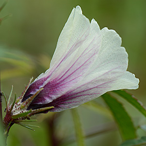 Sudan-Eibisch / Hibiscus