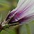 Hibiscus sabdariffa  *  Sudan-Eibisch / Hibiscus