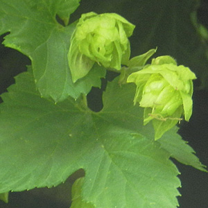 Hopfen