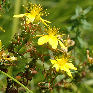 Gemeines Johanniskraut