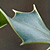 Ilex aquifolium * Stechpalme