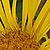 Inula helenium  *  Echter Alant