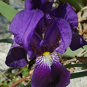 Blaue Sumpfschwertlilie