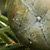 Juniperus communis subsp. communis  *  Gemeiner Wacholder, Reckolder