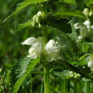 Weisse Taubnessel