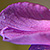 Lathyrus vernus subsp. vernus  *  Frühlings-Platterbse
