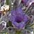 Lavandula angustifolia  *  Echter Lavendel