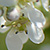 Lepidium sativum  *  Garten-Kresse