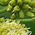 Levisticum officinale  *  Liebstöckel