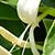 Lonicera japonica  *  Japanisches Geissblatt