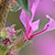 Lythrum salicaria  *  Blut-Weiderich