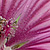 Malva sylvestris  *  Wilde Malve