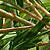 Melaleuca alternifolia  *  Teebaum