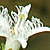 Menyanthes trifoliata  *  Fieberklee