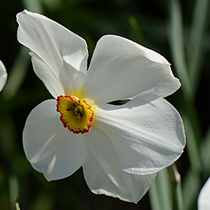 Weisse Garten-Narzisse