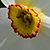 Narcissus poeticus  *  Weisse Garten-Narzisse