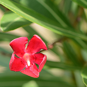 Oleander