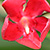 Nerium oleander * Oleander