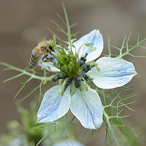 Schwarzkümmel