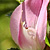 Ononis spinosa subsp. spinosa  *  Dornige Hauhechel