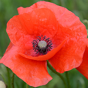 Klatsch-Mohn