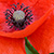 Papaver rhoeas * Klatsch-Mohn