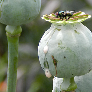 Schlaf-Mohn