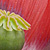 Papaver somniferum * Schlaf-Mohn