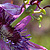 Passiflora incarnata  *  Passionsblume