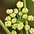 Petroselinum crispum  *  Petersilie