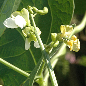 Garten-Bohne