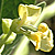 Phaseolus vulgaris  *  Garten-Bohne