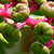 Phytolacca americana  *  Amerikanische Kermesbeere
