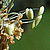 Plantago lanceolata  *  Spitzwegerich