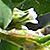 Polygonum aviculare  *  Vogel-Knöterich