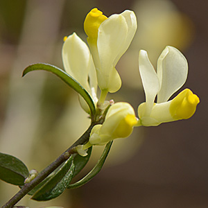 Buchsblättrige Kreuzblume