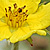 Potentilla anserina  *  Gänse-Fingerkraut