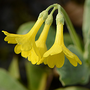 Aurikel, Flühblümchen