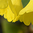 Primula auricula * Aurikel, Flühblümchen