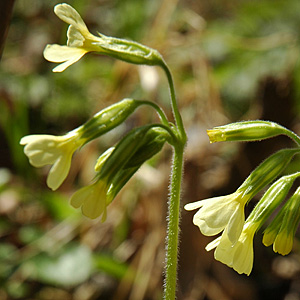 Gewöhnliche Frühlings-Schlüsselblume