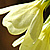 Primula veris subsp. veris  *  Gewöhnliche Frühlings-Schlüsselblume