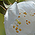 Prunus avium * Süsskirsche